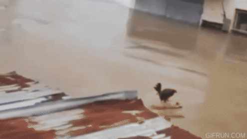 Doksli Wilson Lo Siento